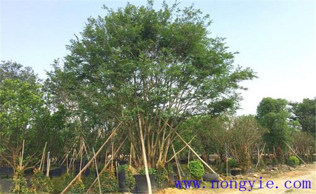 樸樹(shù)是常綠還是落葉樹(shù)種