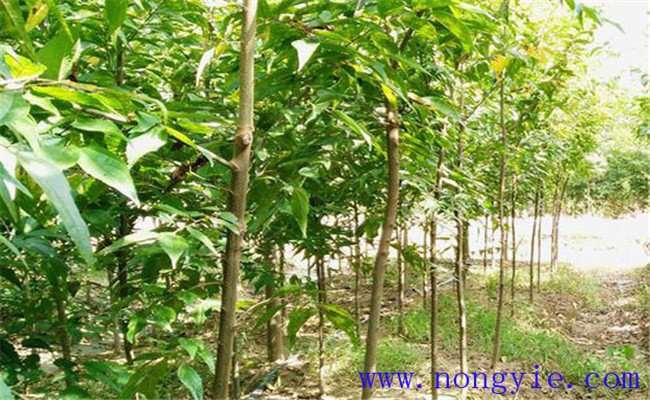 樸樹(shù)的生態(tài)習(xí)性