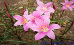 風(fēng)雨蘭如何種植？風(fēng)雨蘭的種植方法簡介