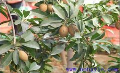 人心果如何種植？人心果繁殖方法是什么？