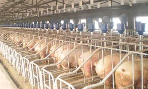 規(guī)?；B(yǎng)豬場(chǎng)建設(shè)