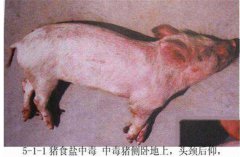 豬食鹽中毒癥狀是什么，怎樣防治豬食鹽中毒？