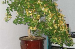 盆栽金銀花種植技術 金銀花是否嬌氣難養(yǎng)？