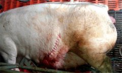 怎樣防治母豬產(chǎn)后子宮內(nèi)膜炎，主要癥狀是什么