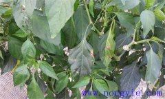 如何防治青椒炭疽病？