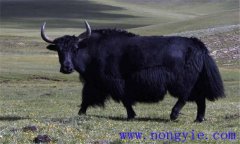 牦牛常見的寄生蟲病有哪些，如何防治？