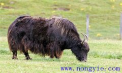 如何合理地進行牛的分群飼養(yǎng)與管理？