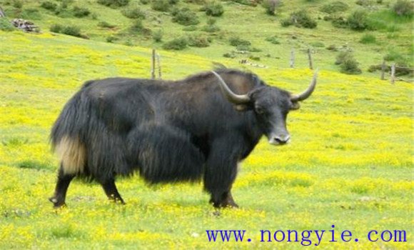 引起急性死亡、死亡率高的牦牛疾病有哪些