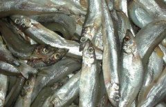 多春魚的產地在哪里？多春魚如何養(yǎng)殖