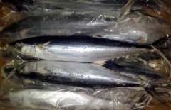 馬鮫魚(yú)產(chǎn)地在哪里、有哪些種類(lèi) 能人工養(yǎng)殖嗎？