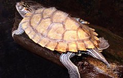 地圖龜?shù)男螒B(tài)特征 地圖龜可以深水養(yǎng)嗎?