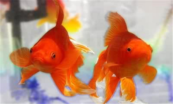 飼養(yǎng)金魚的方法