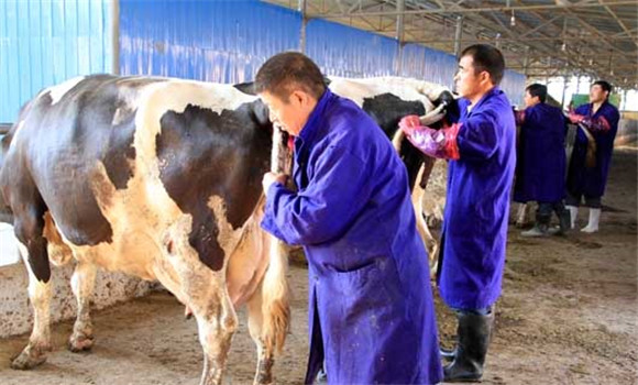 牛胎衣不下怎么辦，牛胎衣不下治療方法