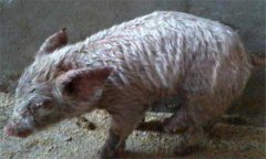 如何治療仔豬滲出性皮炎，有哪些類型與癥狀？