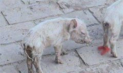 仔豬腹瀉怎么治療？哺乳仔豬飼養(yǎng)管理技術(shù)要點(diǎn)