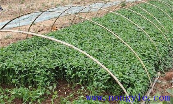 青椒播種育苗技術(shù)要點(diǎn)