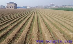 大蔥育苗方法和時(shí)間溫度如何掌握 大蔥如何育苗