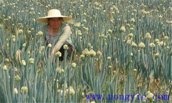 大蔥采種技術(shù)，為你講述大蔥留種技術(shù)