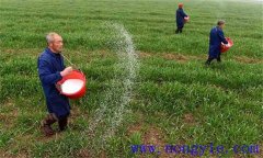 小麥如何合理施肥，需要注意幾點？