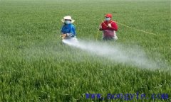 小麥生長后期如何噴施葉面肥，可噴哪些肥料？