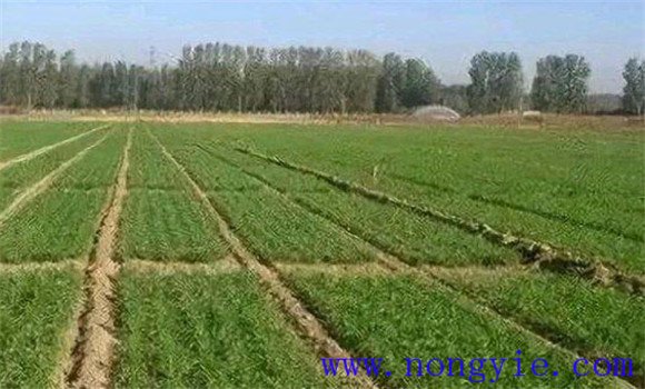 綜合防治小麥紋枯病、全蝕病