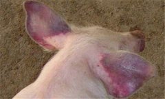 豬藍耳病的癥狀是什么，豬藍耳病怎么治療？