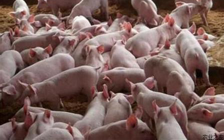 仔豬早期斷奶應激綜合征