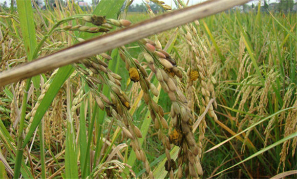 水稻稻曲病的發(fā)生特點(diǎn)