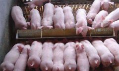 如何治療斷奶后仔豬腹瀉，有哪些預(yù)防措施？