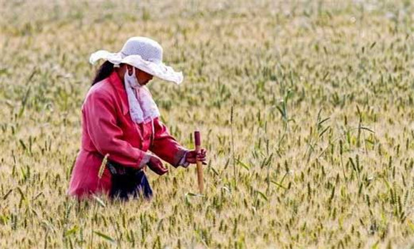 小麥后期管理技術