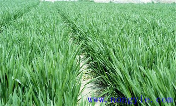 小麥拔節(jié)期管理技術(shù)要點