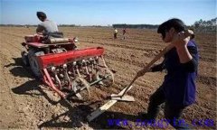 種小麥用什么底肥好 小麥種植要施足底肥嗎？