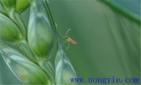 小麥吸漿蟲的危害特點
