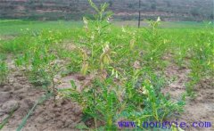 黃芪種植后如何管理？黃芪田間管理的主要內容