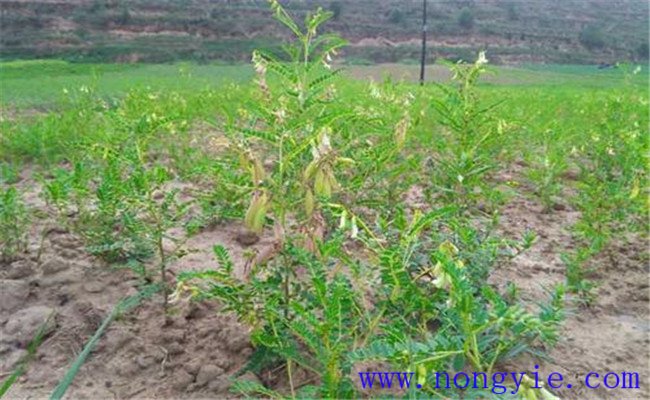 間苗、定苗、補(bǔ)苗