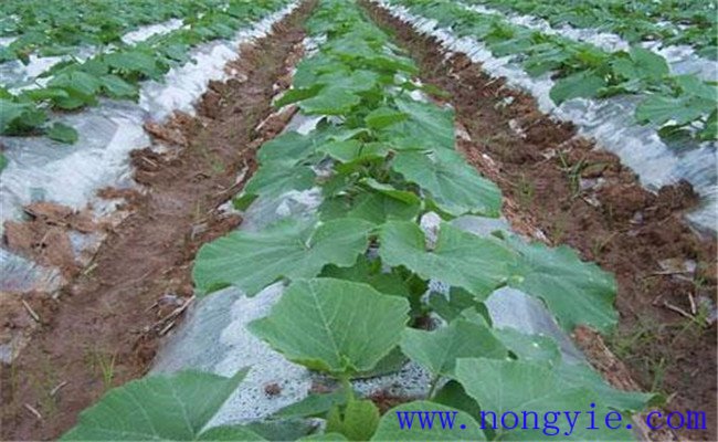 種植南瓜的水分要求