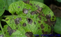 馬鈴薯早疫病有哪些癥狀？防治措施是什么？