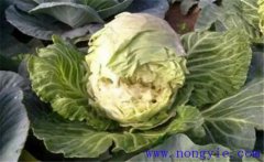 甘藍(lán)裂球怎么回事？如何防治甘藍(lán)裂球？