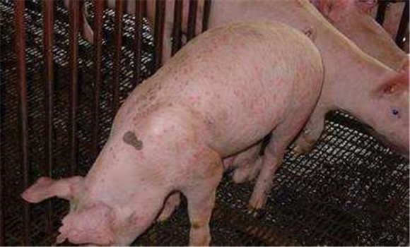 豬滲出性皮炎的治療