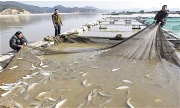 大黃魚(yú)養(yǎng)殖技術(shù)