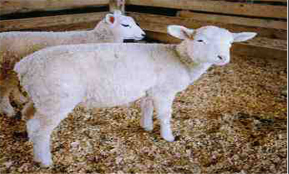 羔羊育肥技術