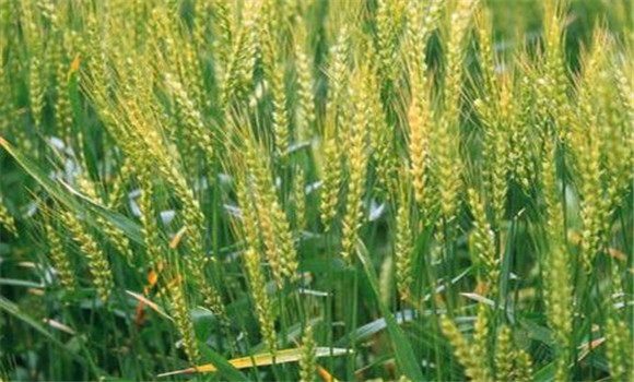 小麥增產技術