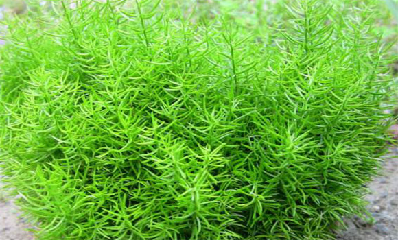 天門冬的生長(zhǎng)習(xí)性