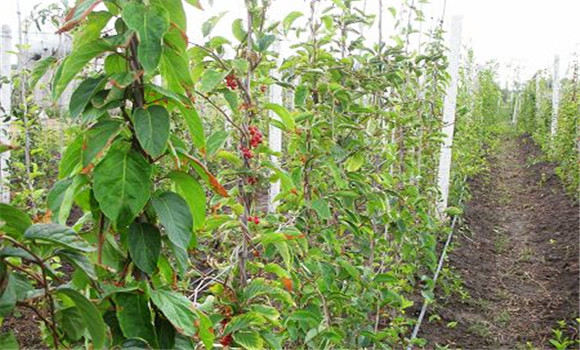 五味子種植技術與田間管理方法