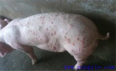 育肥豬身上發(fā)紅是怎么回事，如何治療？