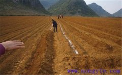 怎樣種葛根？葛根種植管理的具體方法與步驟