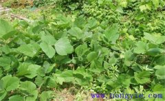 葛根的生長(zhǎng)習(xí)性有哪些？葛根栽培技術(shù)要點(diǎn)