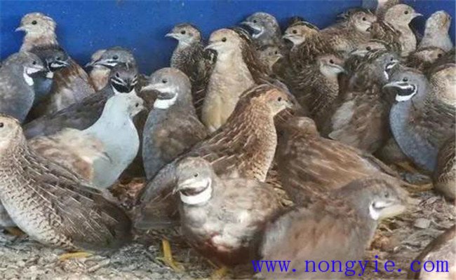 為什么要養(yǎng)殖蘆丁雞