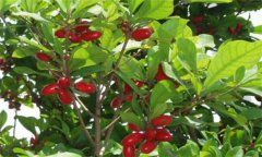 神秘果種植、繁殖與病蟲(chóng)害防治技術(shù)