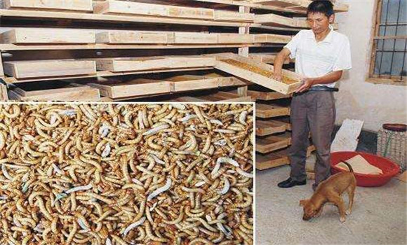 黃粉蟲(chóng)的養(yǎng)殖方法